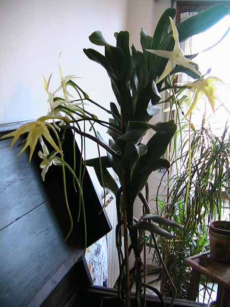 Angraecum