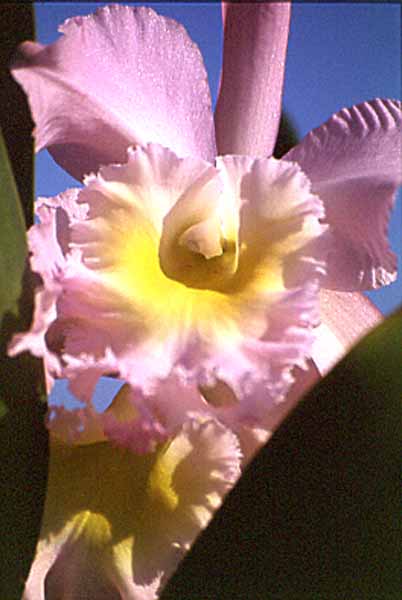 Cattleya
