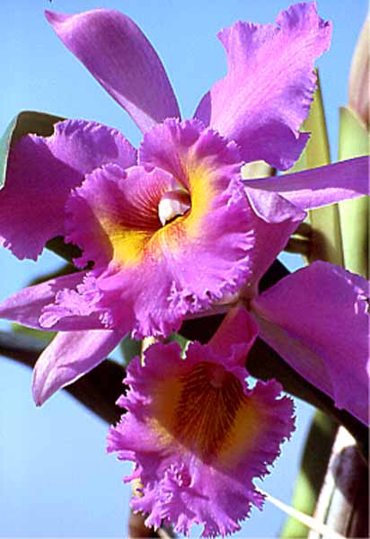 Cattleya