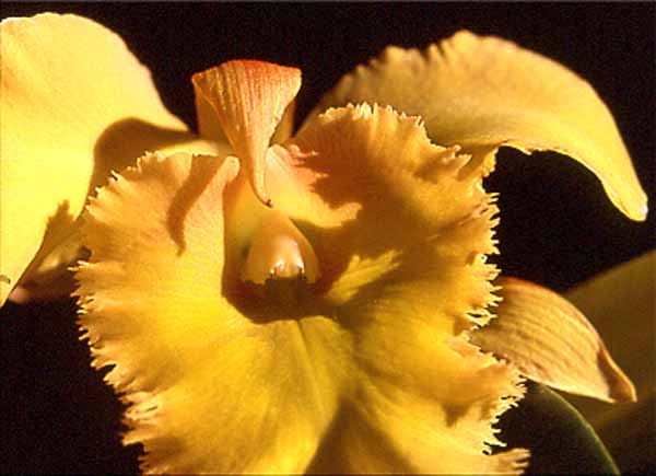 Cattleya