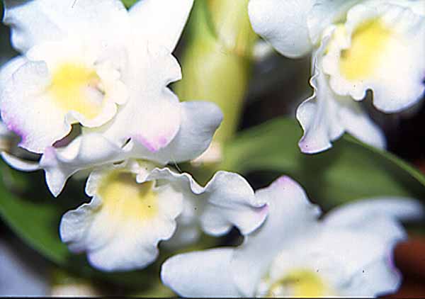 Dendrobium