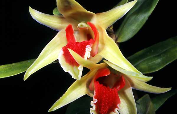 Dendrobium
