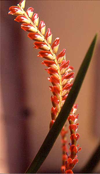 Dendrochilum