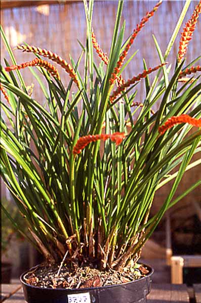 Dendrochilum