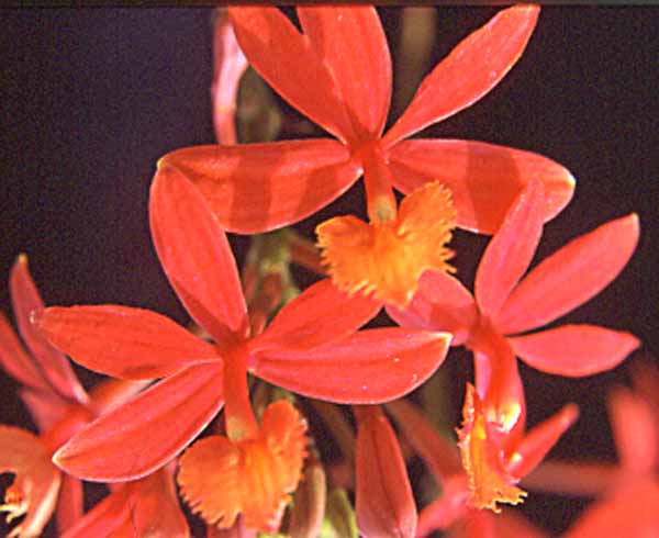 Epidendrum