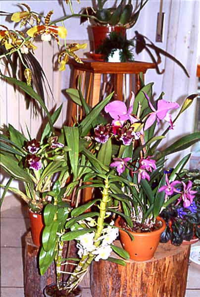 Fioritura_1_01
