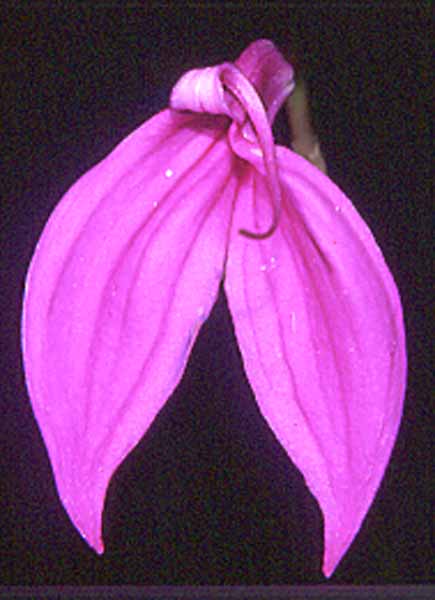 Masdevallia