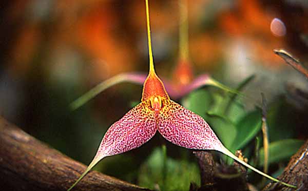 Masdevallia