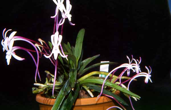 Neofinetia