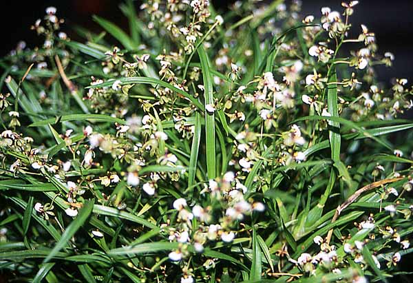 Ornitophora