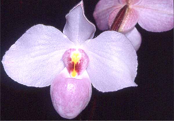 Paphiopedilum