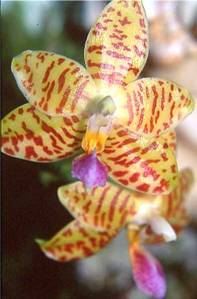 Phalenopsis