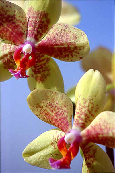 Phalenopsis