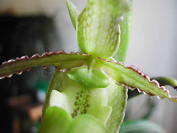 Phragmipedium