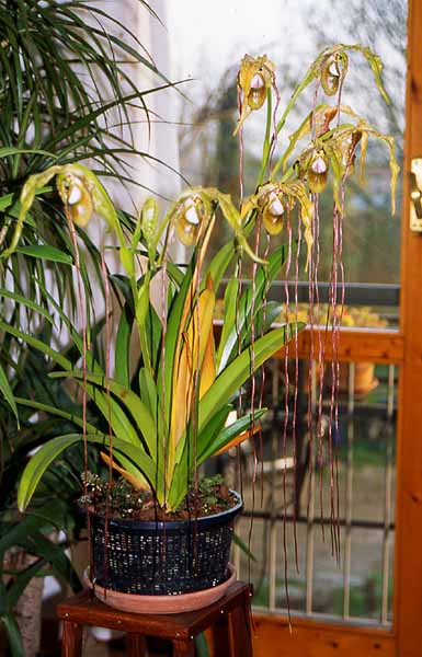 Phragmipedium