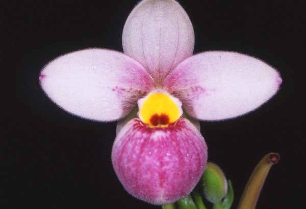 Phragmipedium