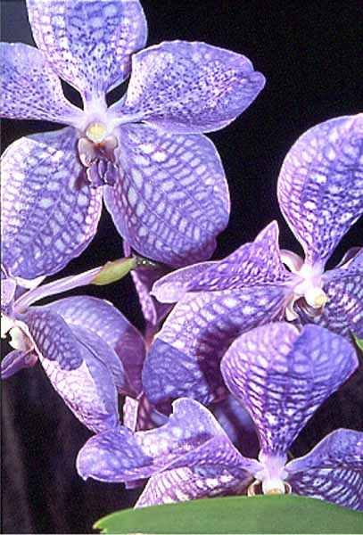 Vanda