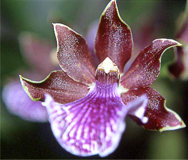 Zigopetalum