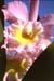 Cattleya