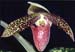 Paphiopedilum
