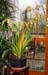 Phragmipedium