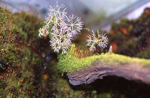 Macroclinium