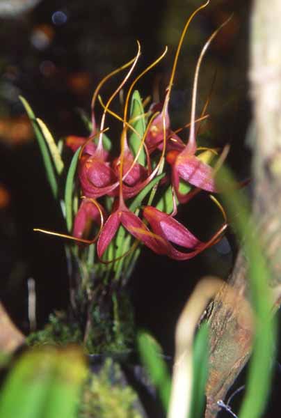 Masdevallia